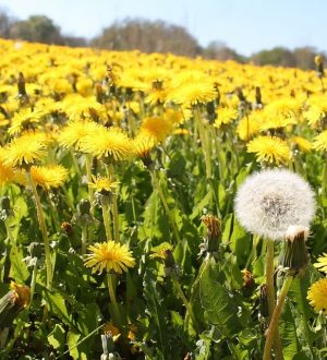 Backyard Weed That Can Replace ALL Your Medications
