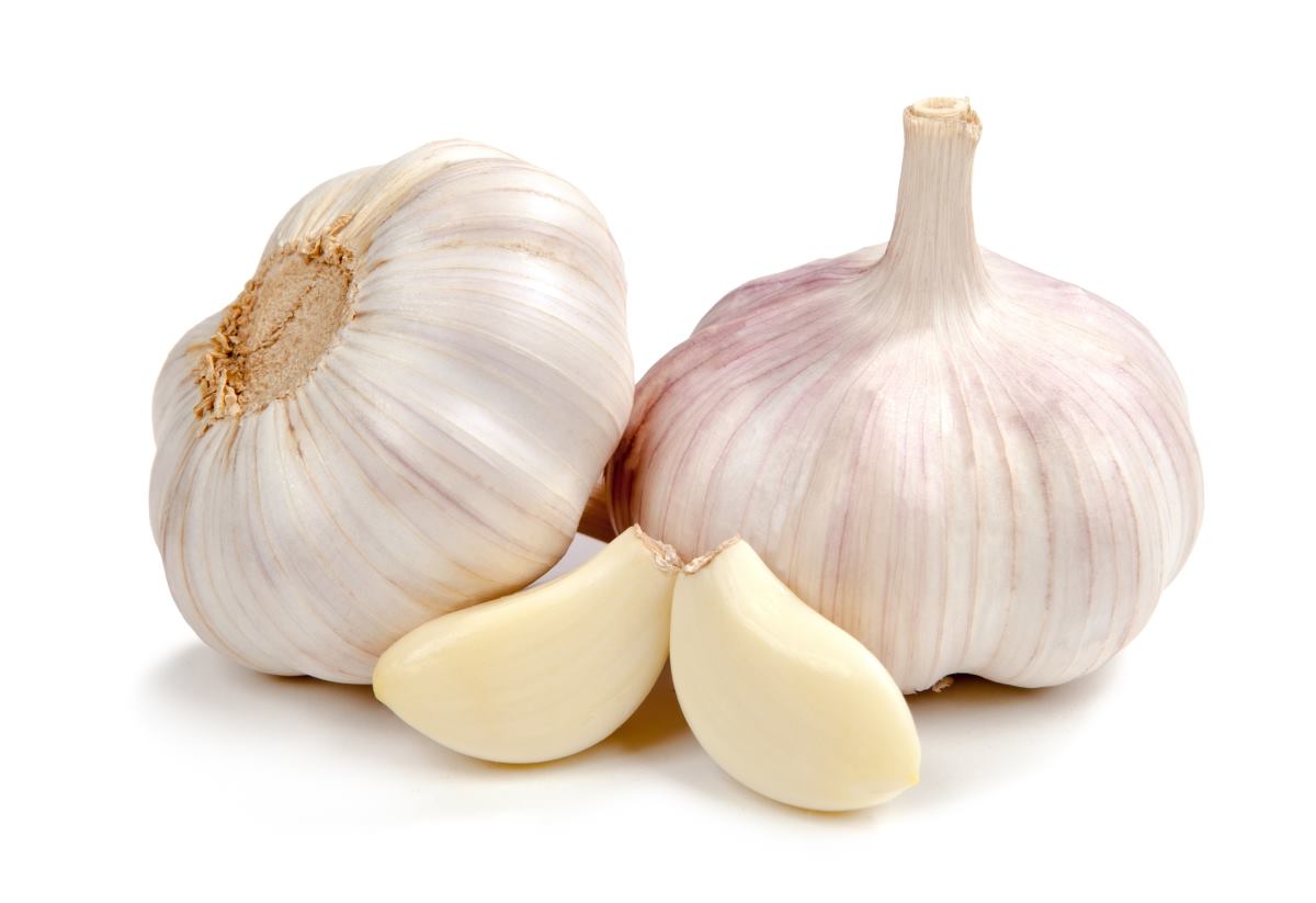 Garlic