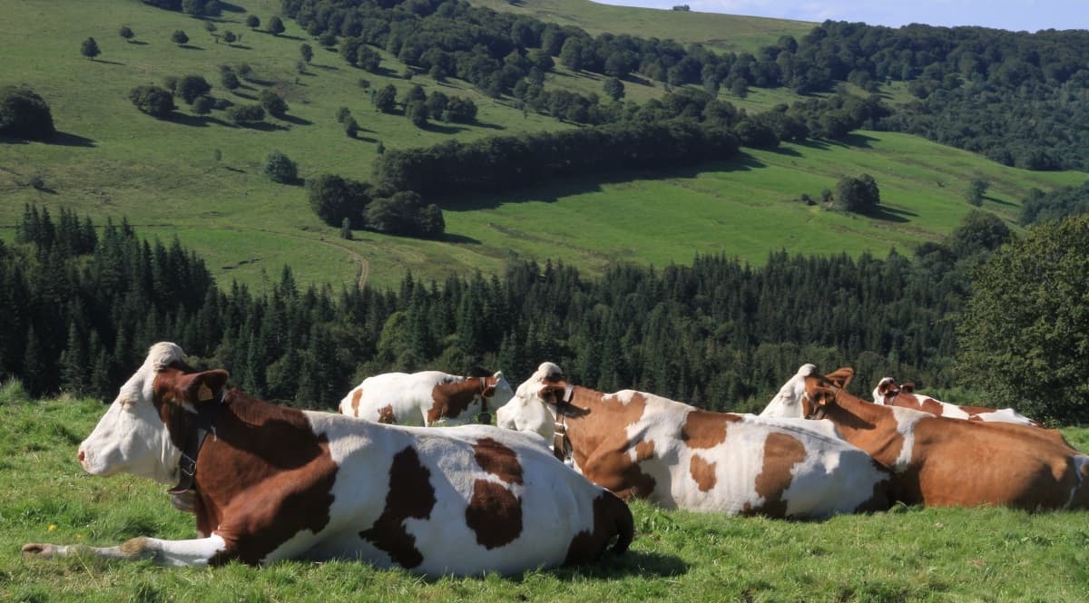 Grass-Fed Beef